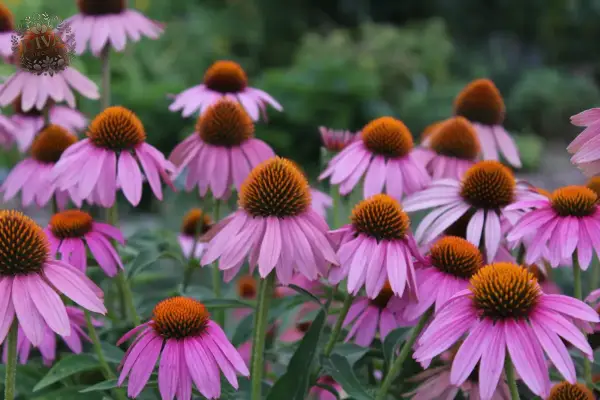 how-to-grow-echinacea-and-other-coneflowers-in-your-garden